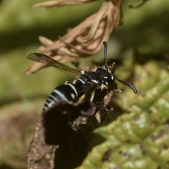 Stenodynerus blandus