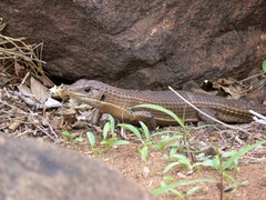 Broadleysaurus major