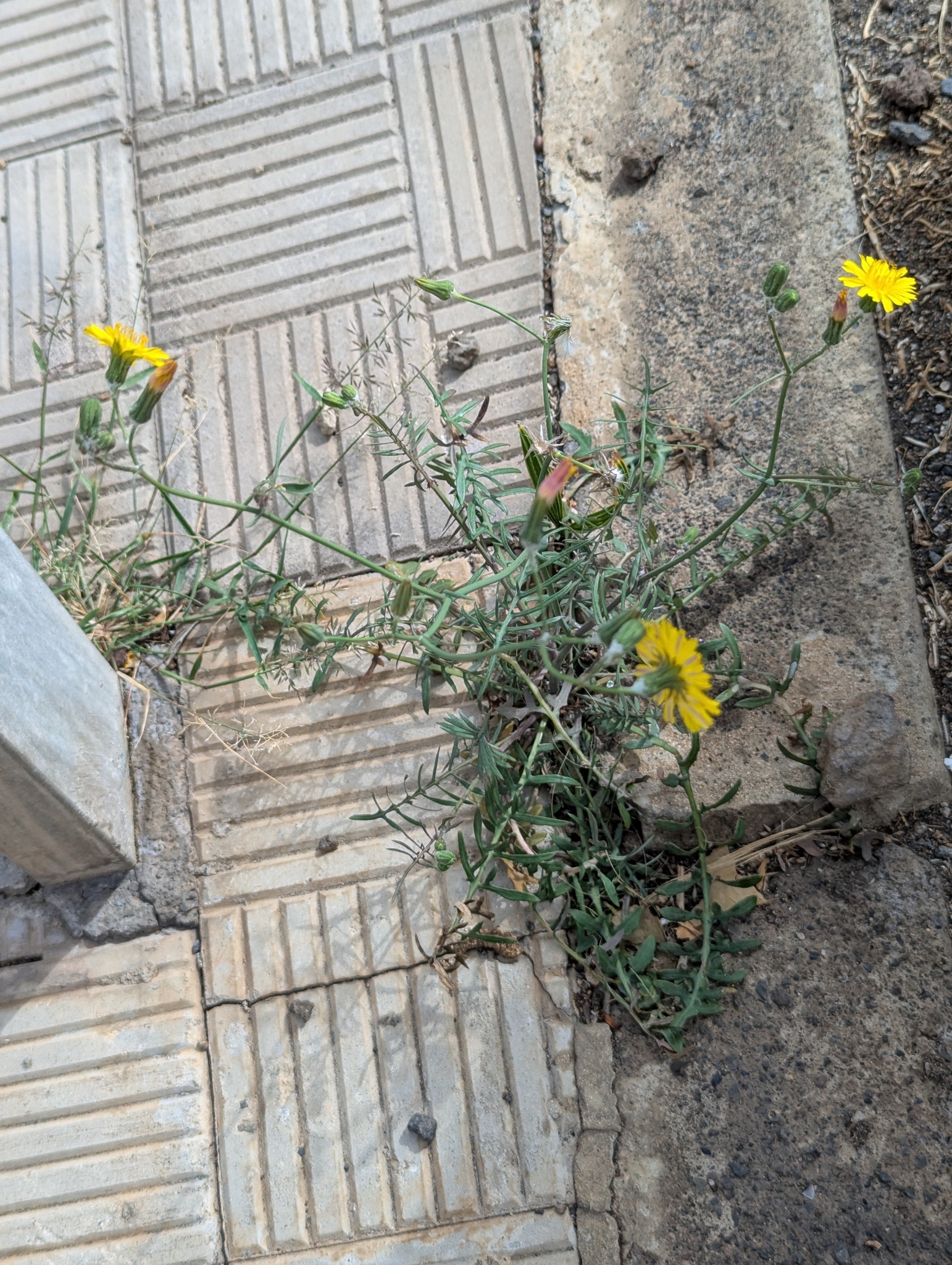 Lechuguilla
