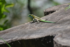 Cnemidophorus lemniscatus