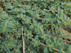 Euphorbia stictospora