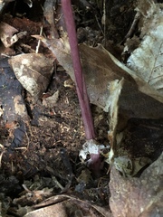 Corallorhiza maculata maculata