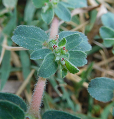 Euphorbia stictospora