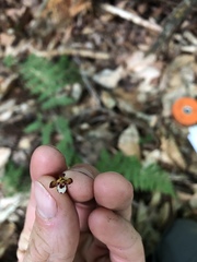 Corallorhiza maculata maculata
