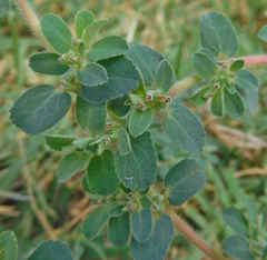 Euphorbia stictospora