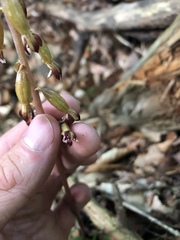 Corallorhiza maculata maculata