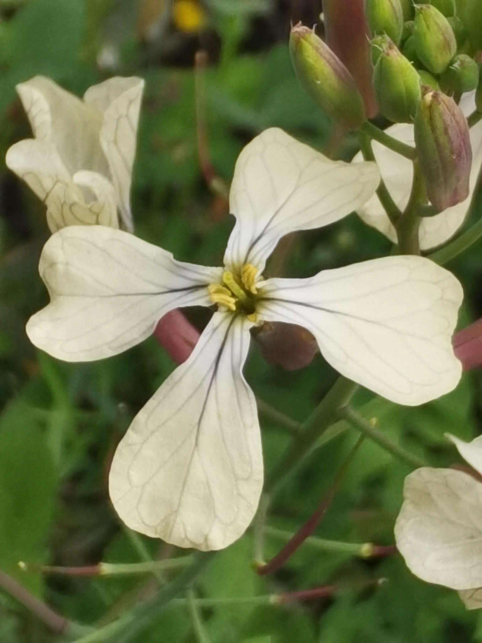 Rabanillo blanco
