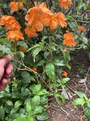 Crossandra infundibuliformis