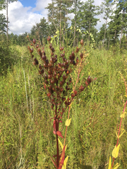 Penstemon multiflorus