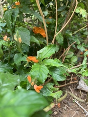 Crossandra infundibuliformis