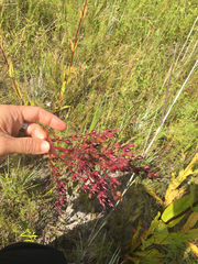 Penstemon multiflorus