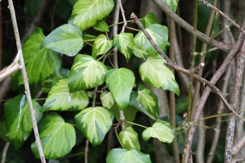 Image of Hedera colchica by (c) ikelman, some rights reserved (CC BY)