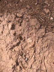 Pseudomethoca propinqua