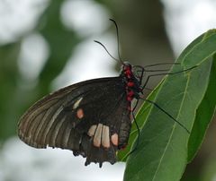 Parides anchises nephalion