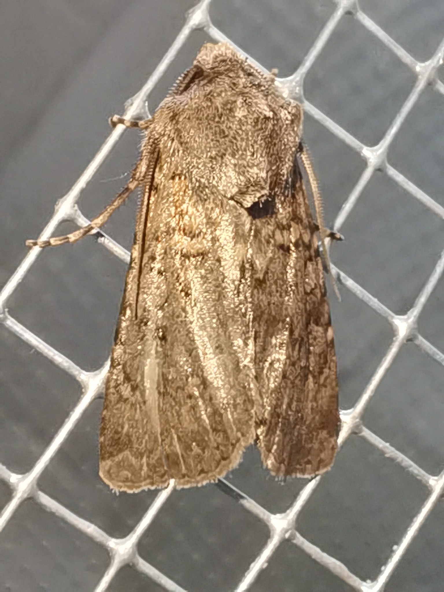 Euxoa canariensis
