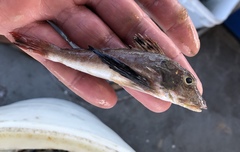 Prionotus longispinosus