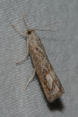 Neodactria
