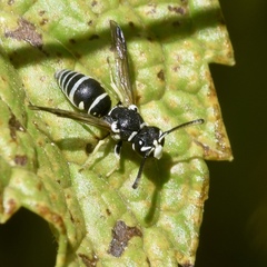 Stenodynerus blandus
