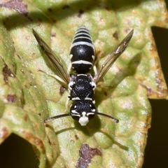 Stenodynerus blandus