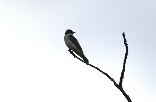 Eastern Kingbird