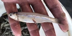 Anchoa hepsetus