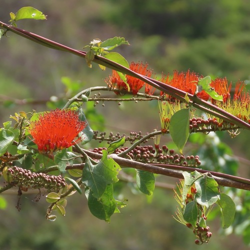 Chupamiel (Combretum farinosum)