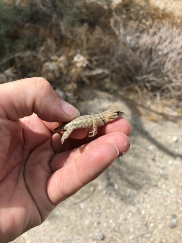 iNaturalist observation photo of Desert Spiny Lizard