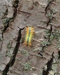Parasa consocia