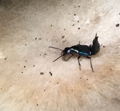 Philonthus caeruleipennis