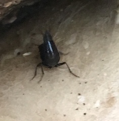 Philonthus caeruleipennis