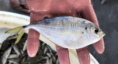 Chloroscombrus chrysurus