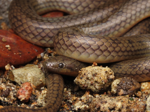 Photo of a Costa Rica Water Snake (Hydromorphus concolor)