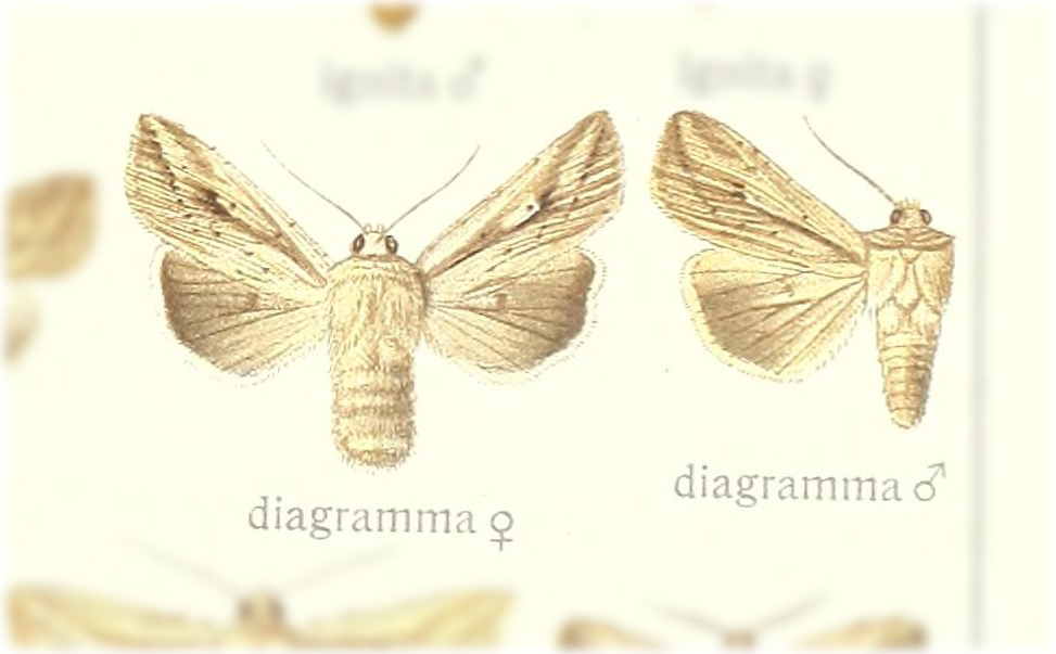 Leucania dia