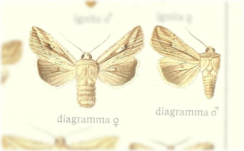 Leucania dia