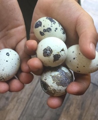 Callipepla californica