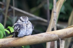 Hydropsalis climacocerca
