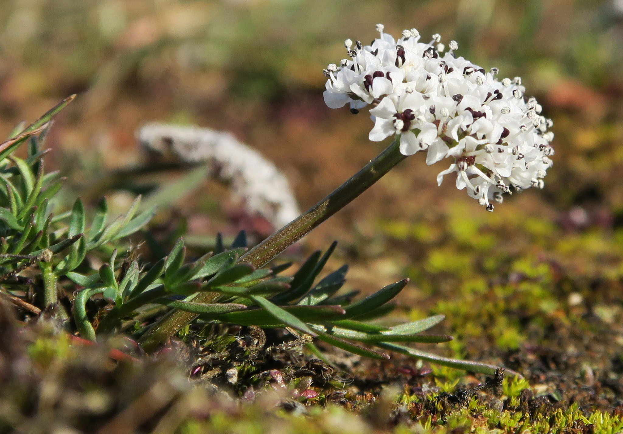 Lomatium gormanii