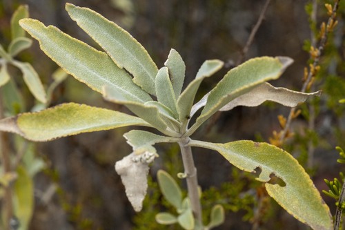 Palmer's Sage (Salvia apiana)
