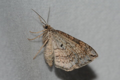 Orthonama evansi