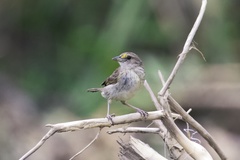 Ammodramus aurifrons