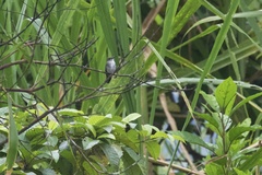 Talaphorus chlorocercus