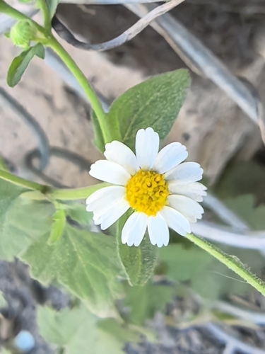 Image of Galinsogeopsis spilanthoides by no rights reserved