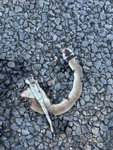 Eastern Brown Snake sighting