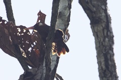 Galbalcyrhynchus leucotis