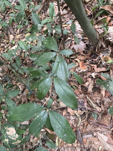 Dracaena surculosa