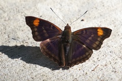 Doxocopa