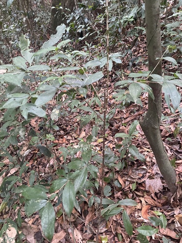 Dracaena surculosa