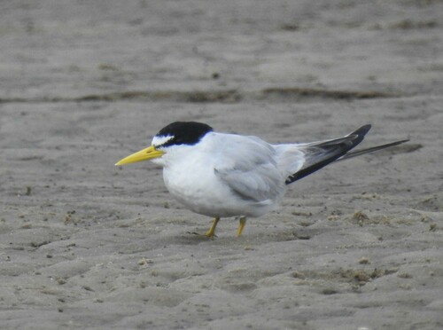 Yellow-billed Tern (Sternula superciliaris), photo 4