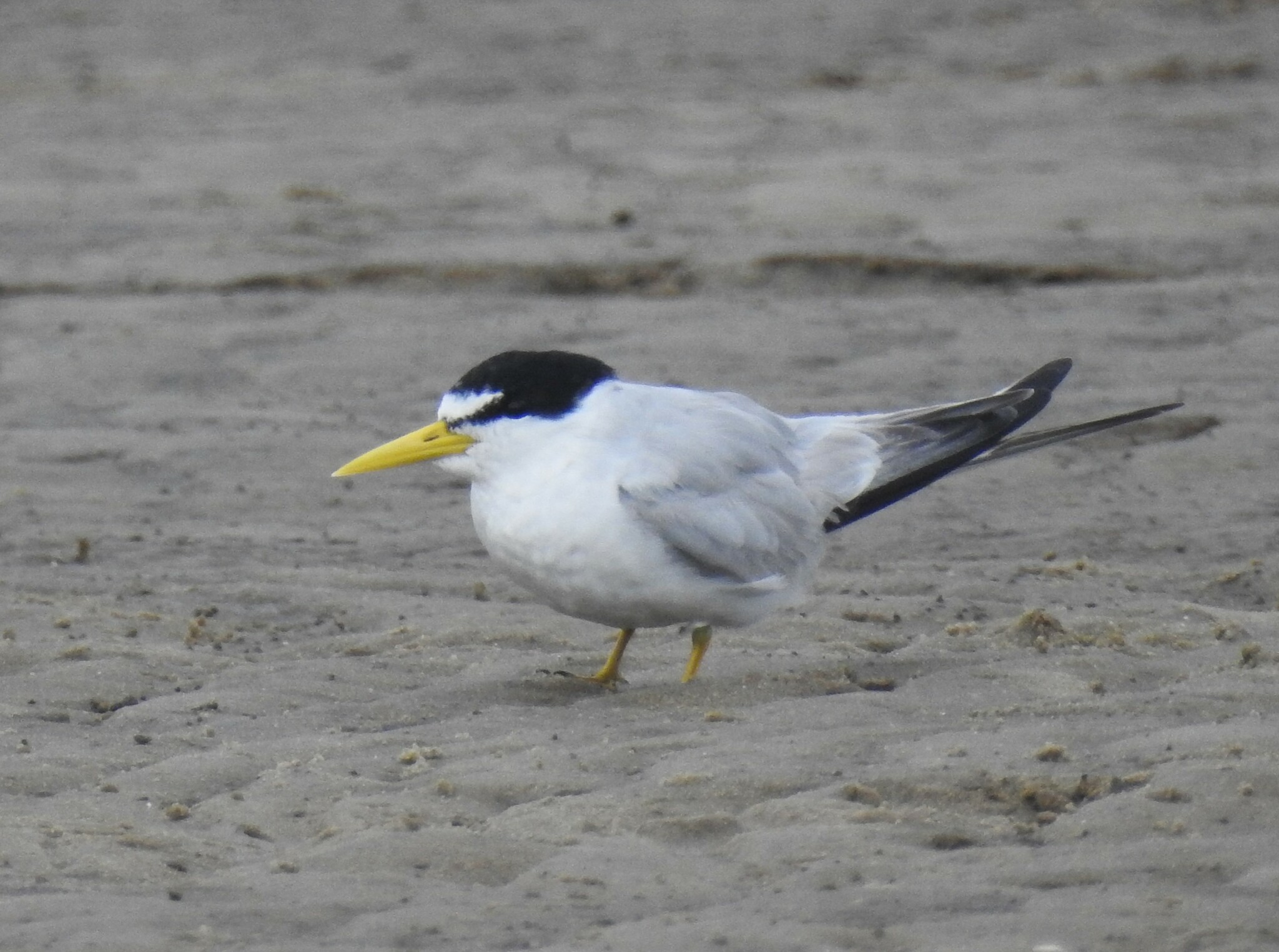 Yellow-billed Tern (Sternula superciliaris), photo 4