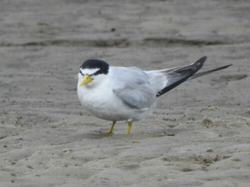 Yellow-billed Tern (Sternula superciliaris), photo 5